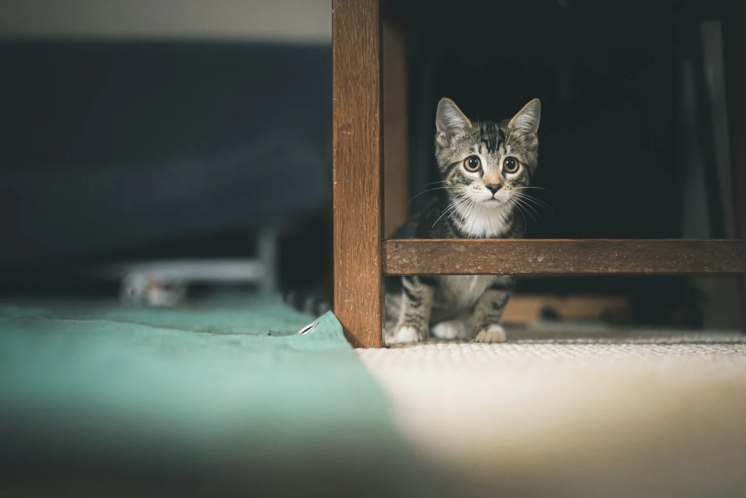 İlk kez evde kedi beslemek için hazırlanan yaşam alanında masa altında saklanan yavru kedi