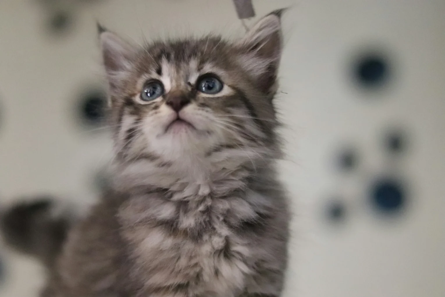 İlk kez kedi sahipleneceklere tavsiyeler arasında en çok karşılaşılan anlardan biri: yeni ortama alışmaya çalışan yavru kedi
