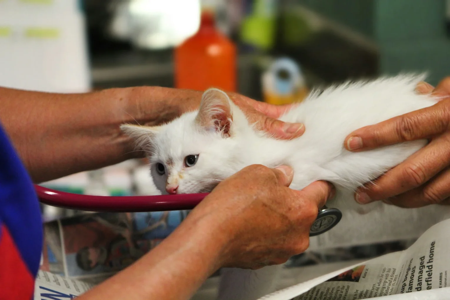 Kedi ilk aşıları için veteriner muayenesinde kontrol edilen yavru kedi